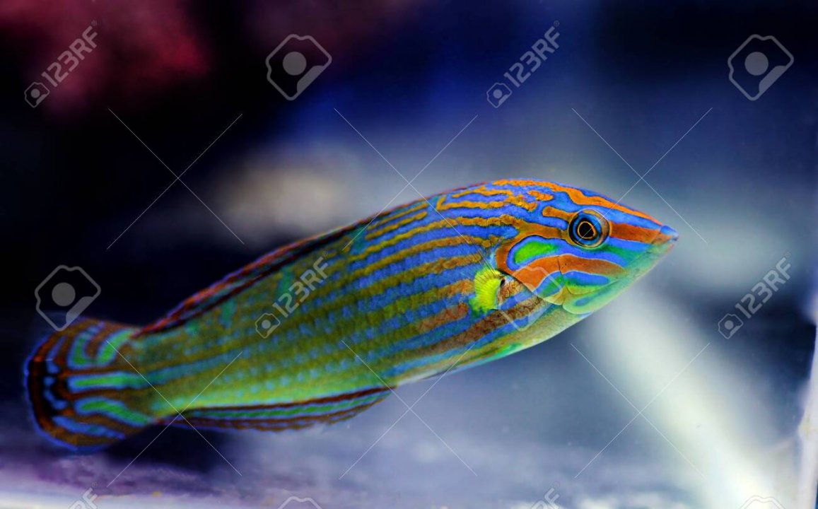 139262531-rainbow-wrasse-fish-halichoeres-melanurus.jpg