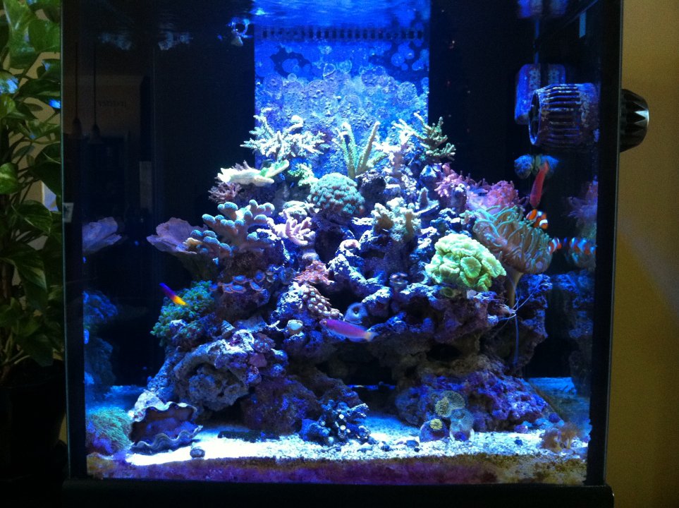 New me Reefer 250 | Bay Area Reefers | BAR