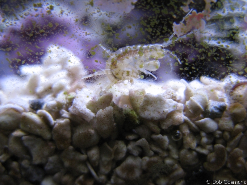 Amphipods in my aquariums.jpg
