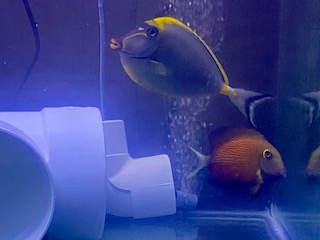 Blonde Naso & White Tail Tangs in QT.jpg