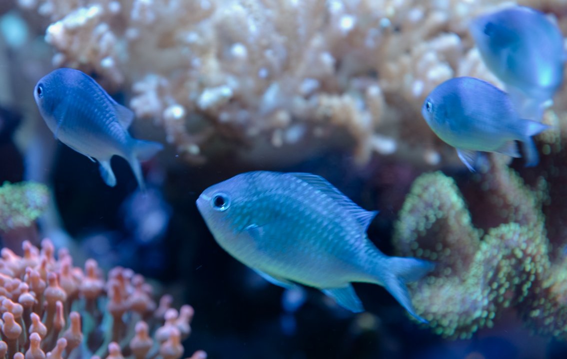 Chromis.jpg