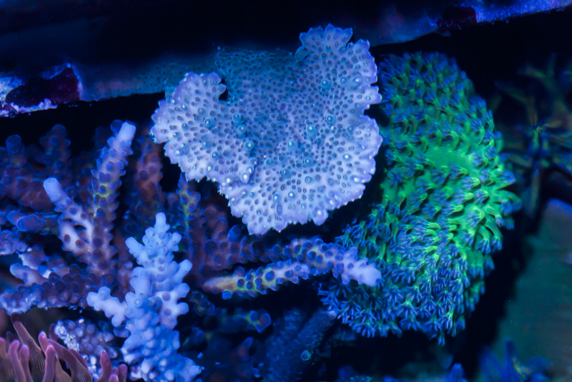 Coral-10.jpg
