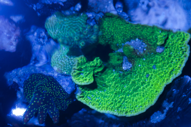 Coral-12.jpg
