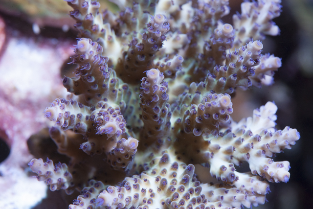 Coral-20.jpg