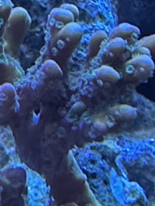 coral polip extention 2.jpg