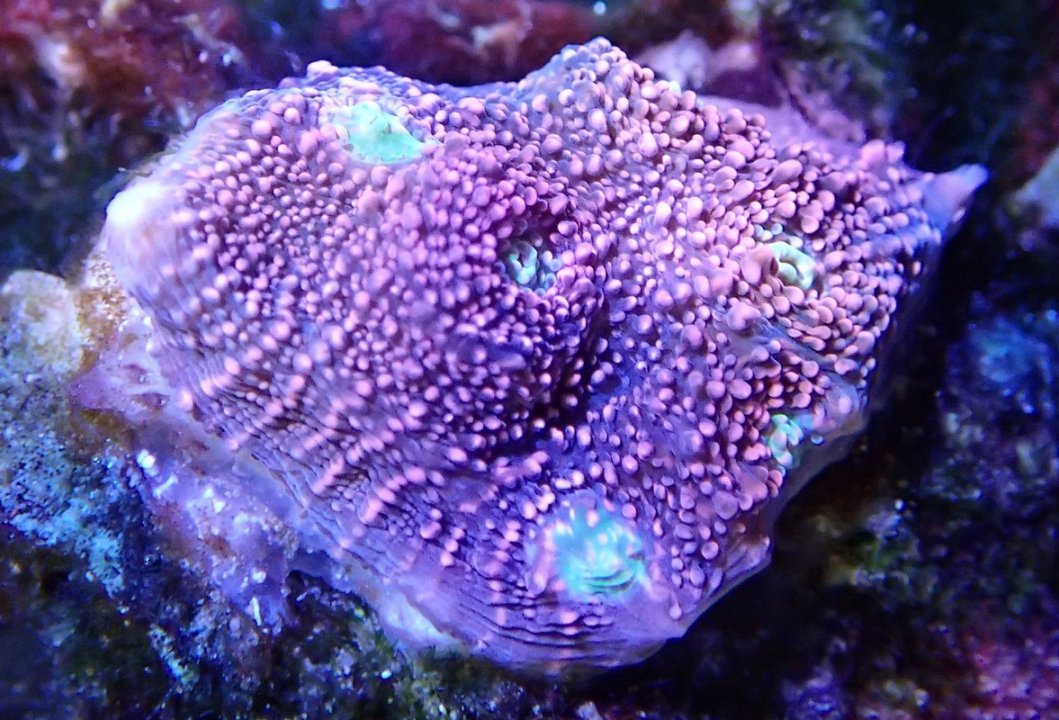 coral2.JPG