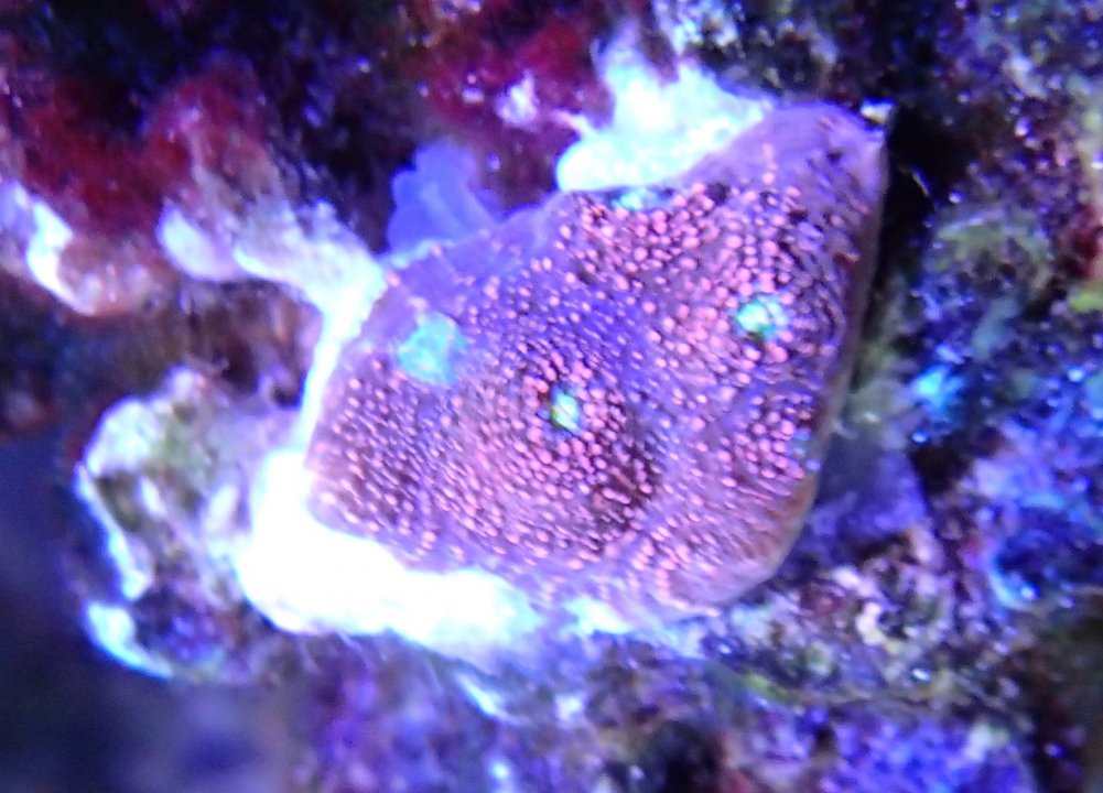 coral_0.JPG