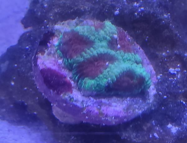 Coral_1.jpg