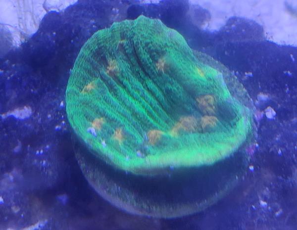 Coral_2.jpg