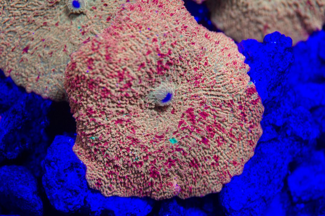 coral_for_sale_20230629_0001.jpeg