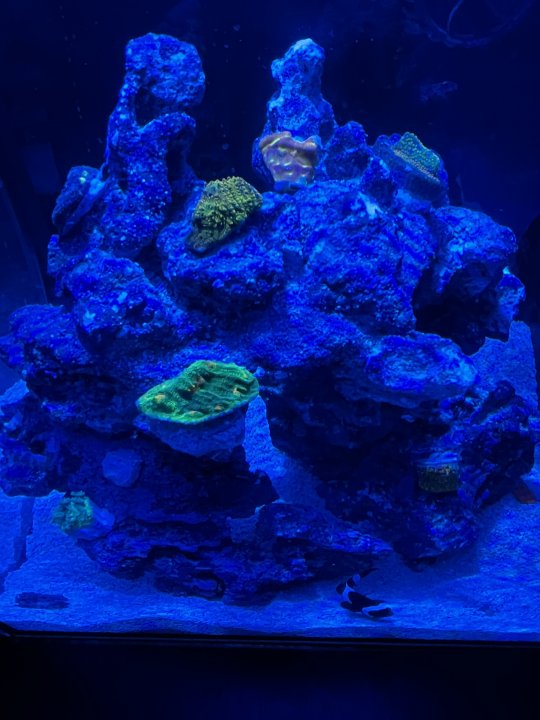 corales9.jpg
