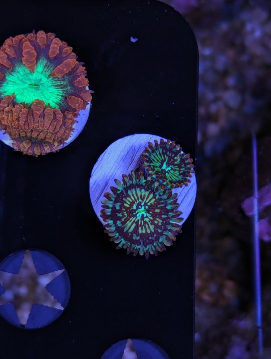 dangalang white zombie zoas 2 polyp.jpg