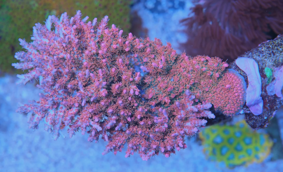 DSCF3276.webp