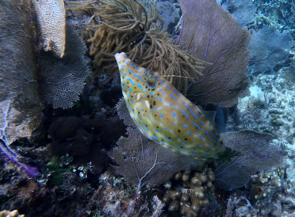 filefish.png