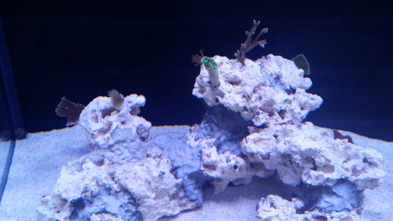 First corals left rocks.jpg