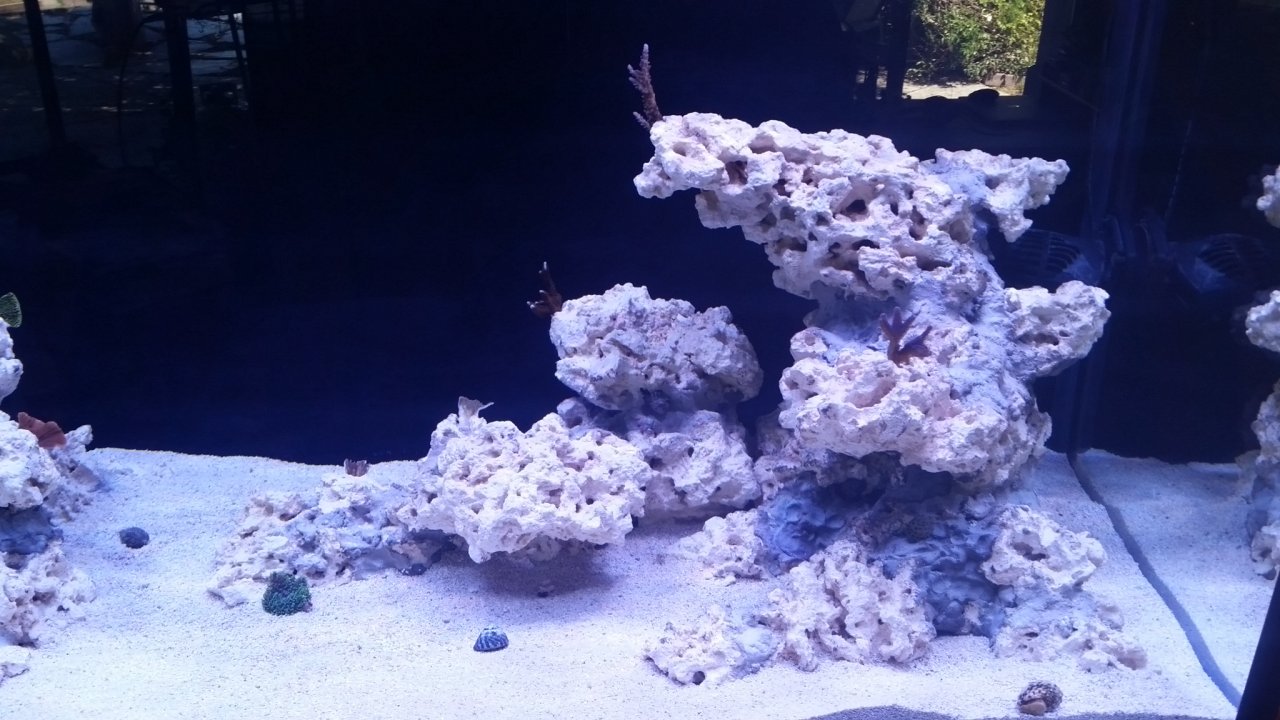 First corals right rocks.jpg