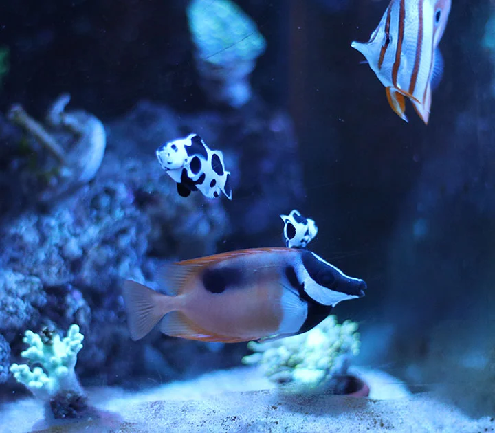 fish.webp