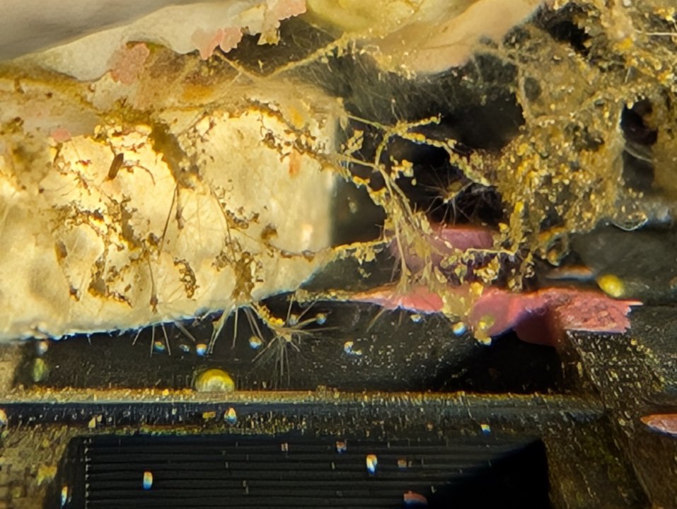 Hydrois Montipora Photo.jpg