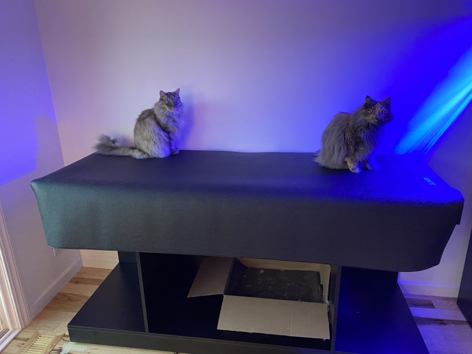These two were disappointed to find out it was not a giant cat tree!