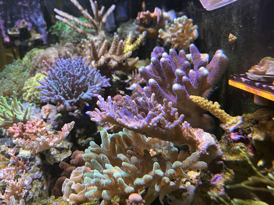 IMG_0215.jpeg