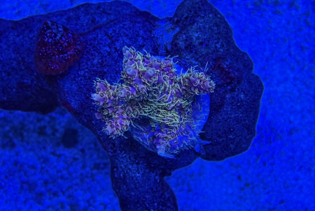 IMG_2193.jpeg