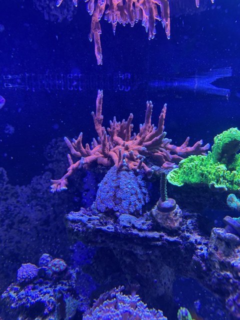 IMG_7646.jpeg