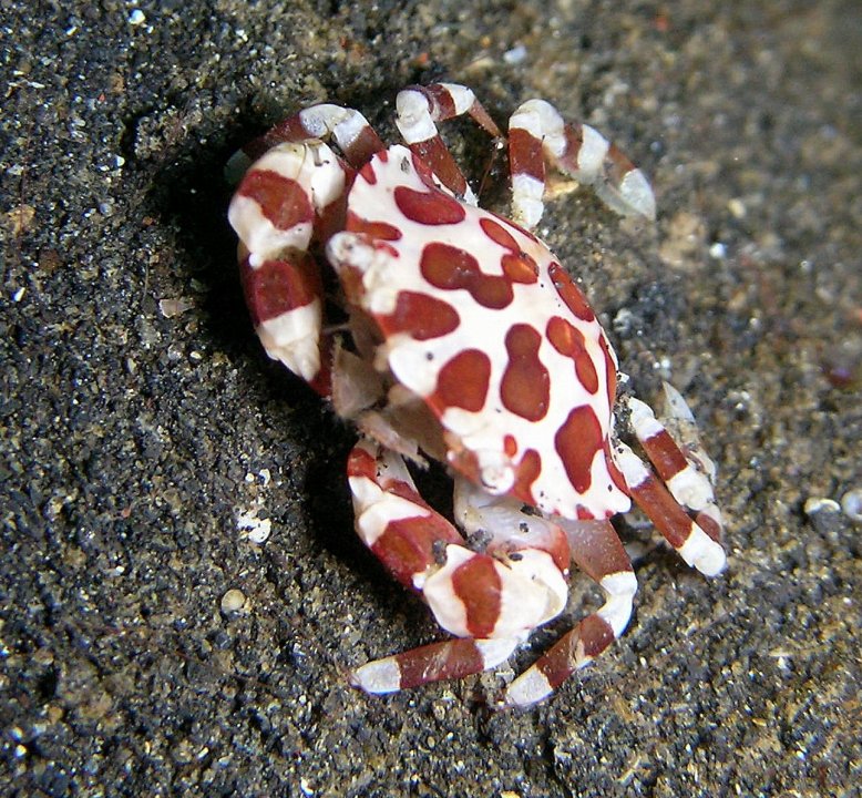Lissocarcinus_orbicularis_-_Harlequin_Crab.jpg