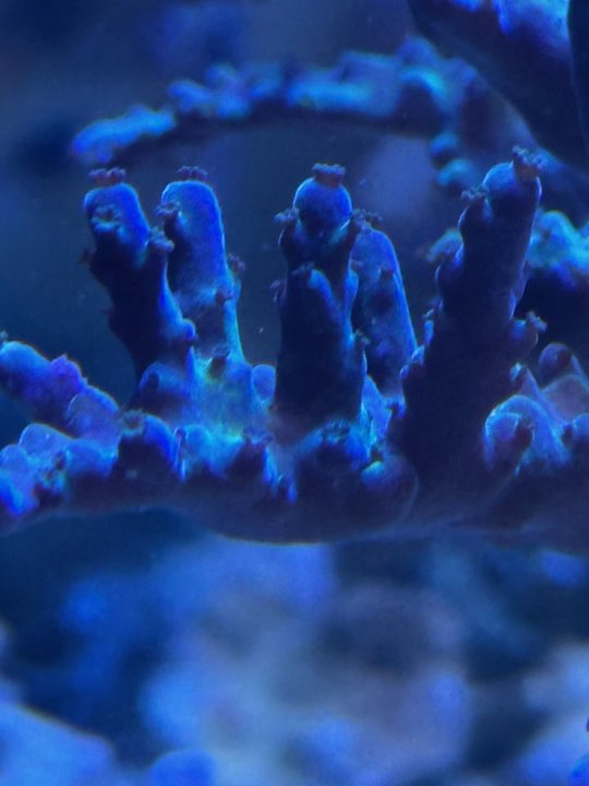 polip extention1.jpg