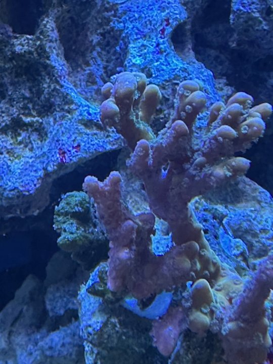 polip extention3.jpg