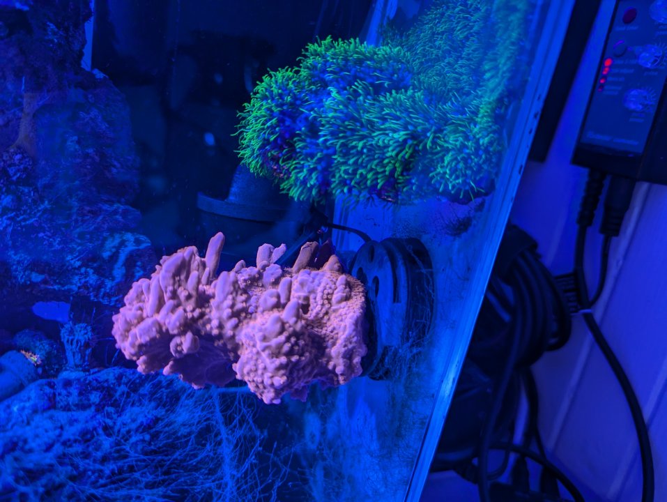 PXL_20250201_171917324.jpg