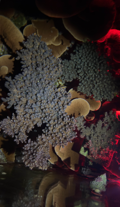 Screenshot 2026-02-24 at 1.41.12 PM.png