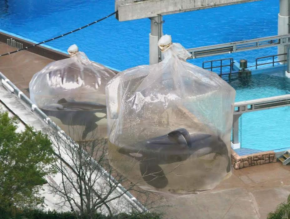 seaworld-orcas-plastic-bags.jpg