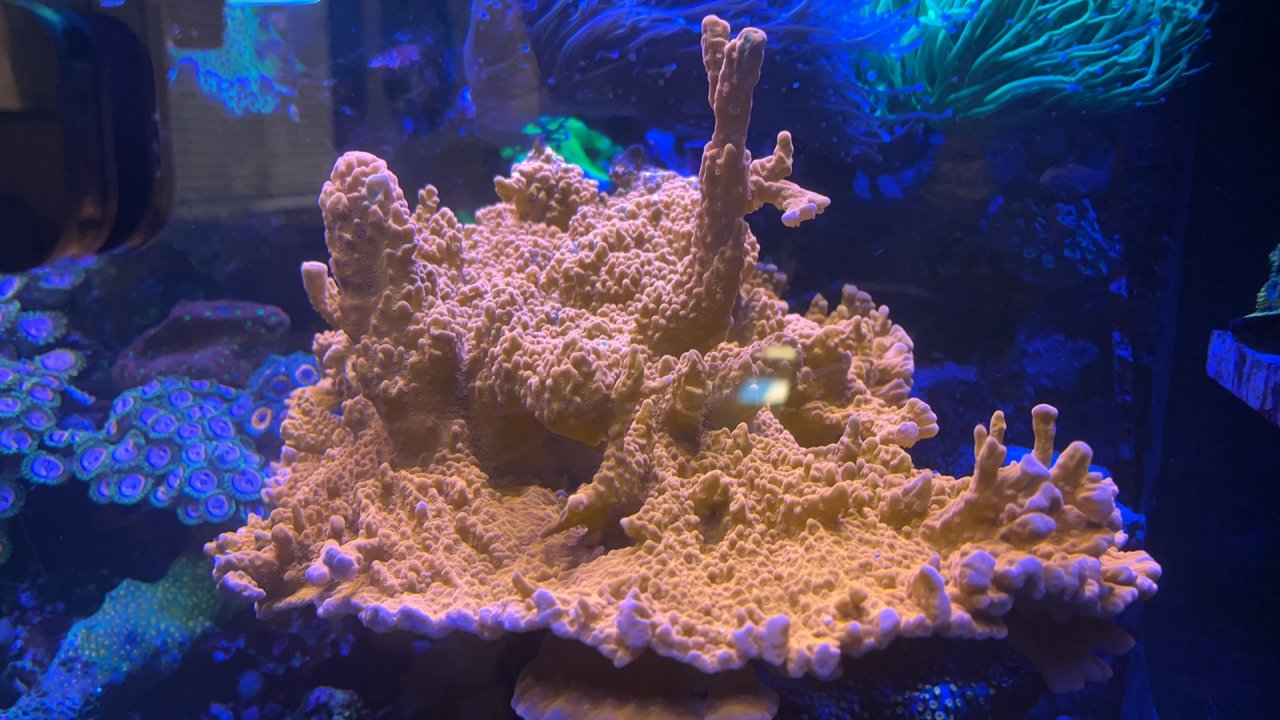 setosa colony.JPG