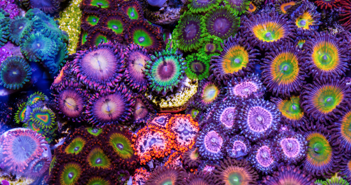 Top-10-Zoanthids-and-Palythoas.png