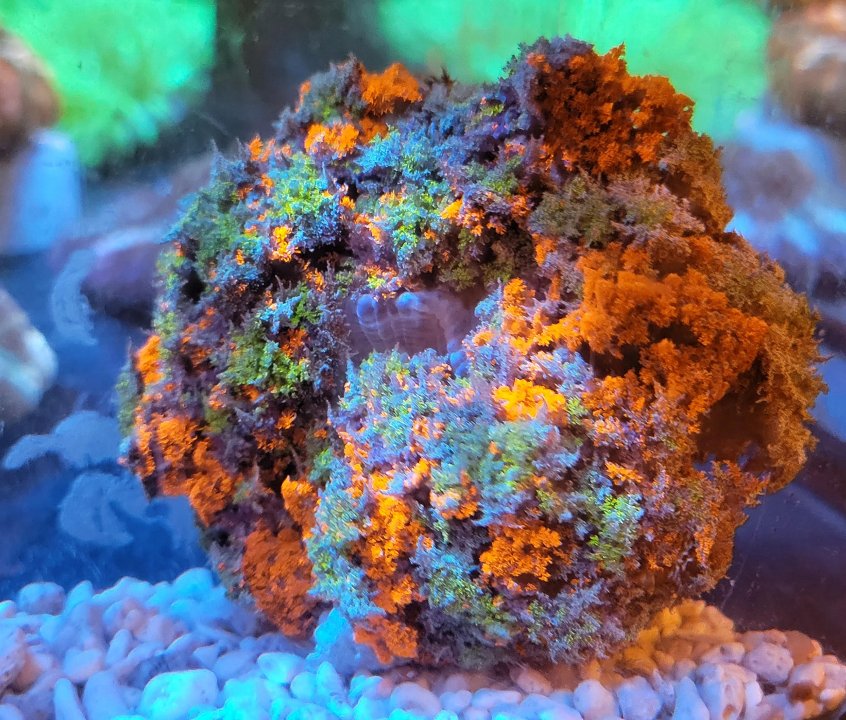 unnamed (12).jpg