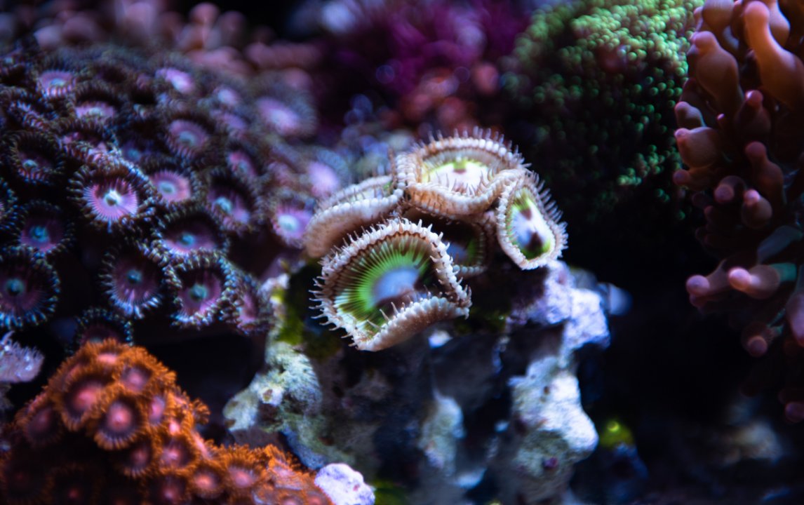 Weeds Zoas.jpg