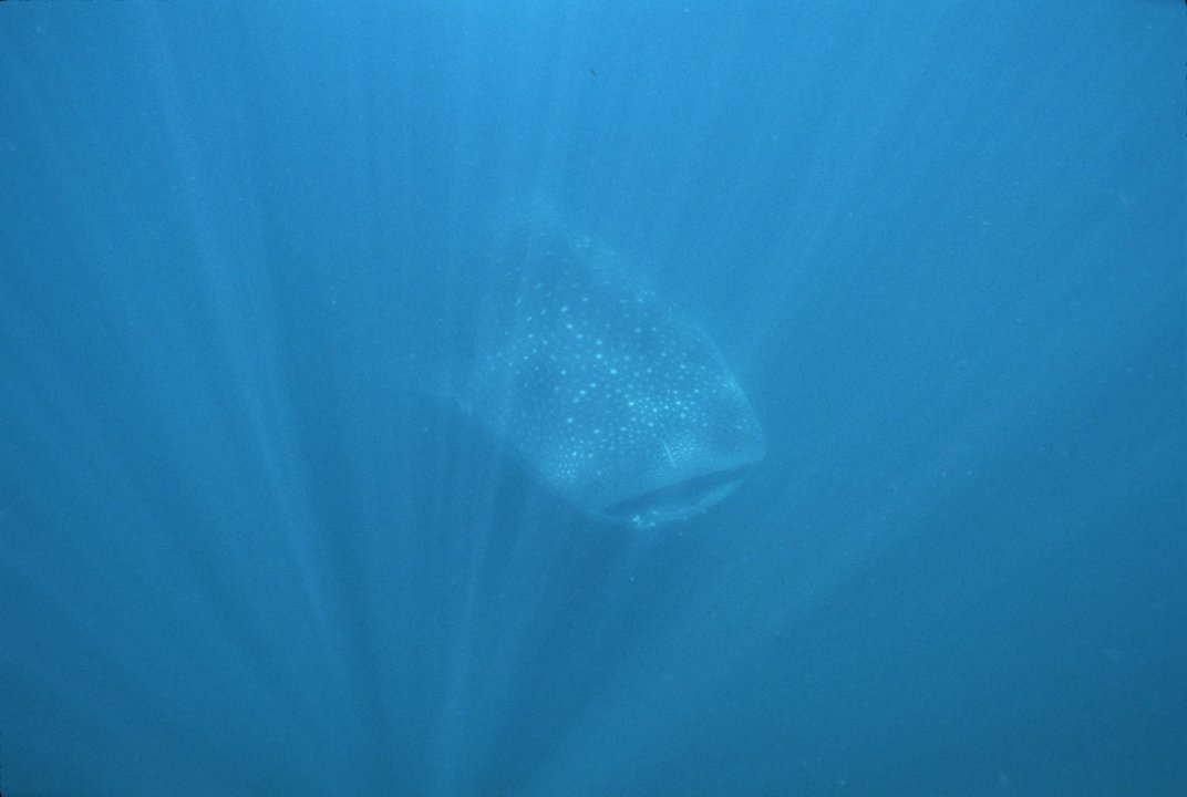 Whale shark 2.jpg