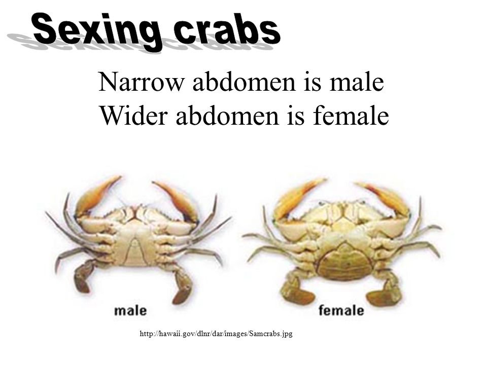 Wider+abdomen+is+female.jpg