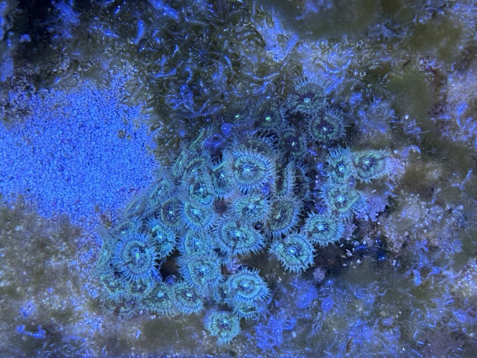 zoa_rock.jpg
