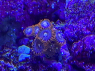 Zoas.jpg