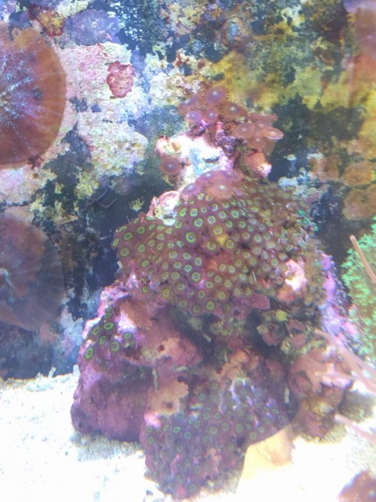 zoas.jpg