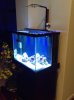 37 gal nano-1.jpeg