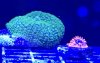 Corals 1.jpg