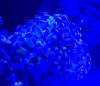 Corals 3.jpg