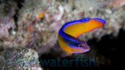 10222_neon-dottyback-captive-bred_1.jpg