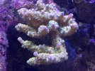 IMG_2275.jpeg