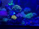 5 gallon reef tank.jpg