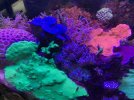 24 gallon reef tank.jpg