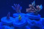 IMG_7207.jpeg