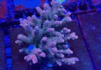 IMG_0161.jpeg